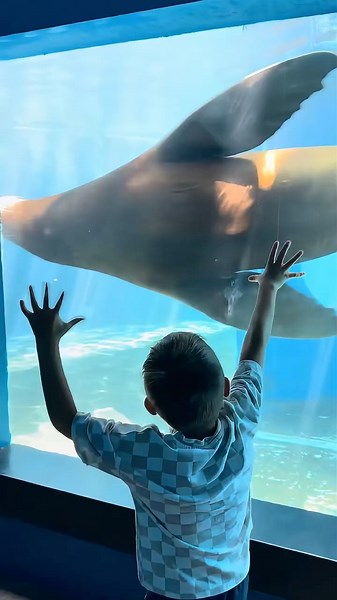Sea Lion vs Seal Kids Learn Animal Facts