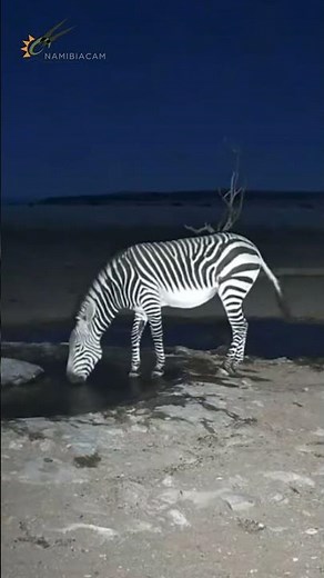 New Zebra Foal Spotted in at Namib Desert Waterhole