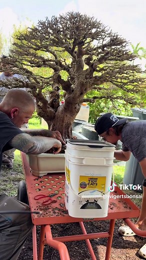 Repotting a Stunning Taiwanese Bougainvillea