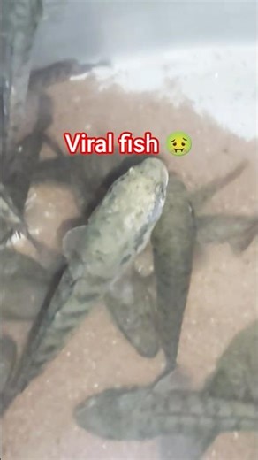 😱😱big fish catch 😱😱 #fishing #shorts