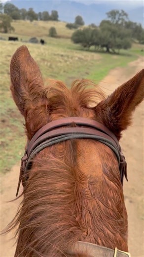 Waiting for the #bucking 😂 #horses #chestnutmare | Jessicaeblack