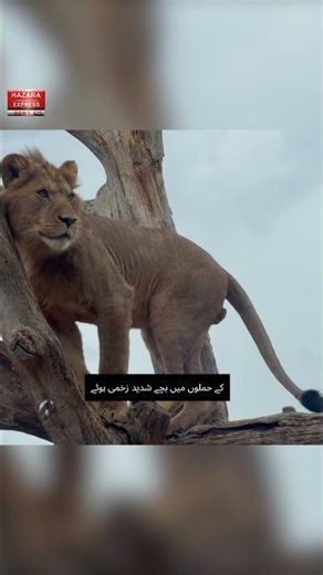 Why Lahore's Pet Lions are Attacking Children