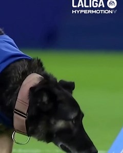 393K views · 6.2K reactions |  For the first time in @LaLiga, our players walk out into the pitch with 11 puppies to find them a home. A perico does not abandon! #LALIGAHighlights | RCD Espanyol de Barcelona | Facebook