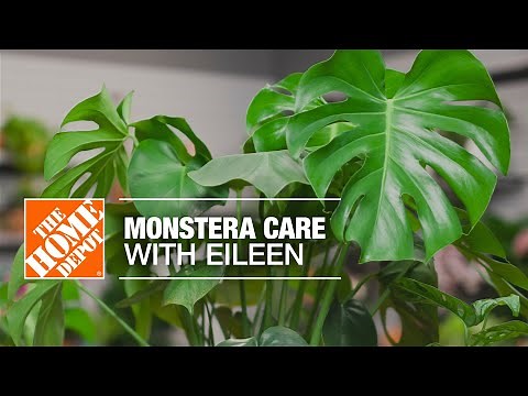 Monstera (Swiss Cheese Plant) Care with Eileen | Indoor House Plants | The Home Depot