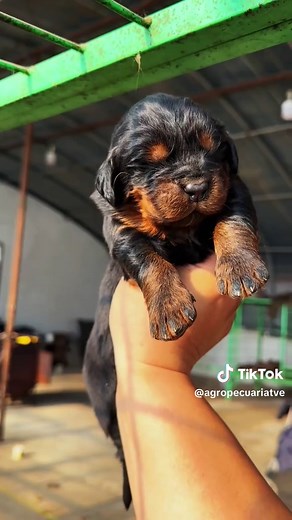 MASTÍN TIBETANO: EL CANINO MÁS CARO Y LEGENDARIO DEL MUNDO El mastín tibetano puede alcanzar los €2 M: guardianes de monasterios, linaje puro y manto doble que resiste –20 °C. Criados por milenios como símbolo de estatus, combinan fuerza, lealtad y patrimonio cultural en un tesoro viviente. #MastinTibetano #PerroDeLujo #RazaPura #CaninoGigante #SimboloDeEstatus #GuardianCultural
