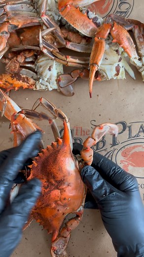 If you come across a soft shell underneath the hard shell, do you eat it? You can and in fact it tastes delicious We ship our seafood nationwide #crabs #crab #softshellcrab #softshell #crabmeat #seafoodasmr #cookingathome | CrabPlace.com