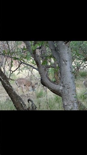 Deer #deer #cute #nature