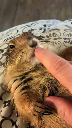 Prairie Dogs: The Cutest Teeth Rubbing Pets