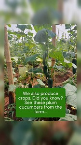 At Palladium Farms Limited, our goal is to bring our farm to your table. Our crops are grown, harvested, and sorted in the best condition, and our animals are thoroughly bred with the best feed, high-quality care, and processed under great hygiene. Whether you are looking for fresh produce, livestock, or processed meats, we are your plug. You can trust us to supply: • Cucumbers • Eggs (standard and jumbo sizes) • Broilers (average weight of 2kg) • Live cows, goats, sheep, ram, OR meat sharing if