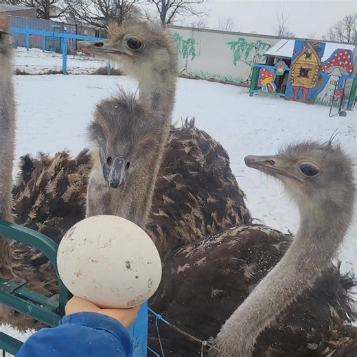 --- A Winter Surprise on Our Ostrich Farm! ❄️ Have you ever heard of ostriches laying eggs in the winter? It’s almost magic — because in nature, ostriches usually lay only in warm seasons. But this winter at Ostrich Land Ontario, something truly amazing happened. One of our girls decided that the cold won’t stop her, and she gifted us a big, warm, shiny ostrich egg — a symbol of strength, life, and the incredible nature of these birds. Every ostrich egg has its own story: ✨ It is equal to about