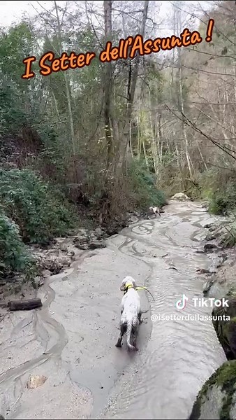 I Setter dell’Assunta ! su TikTok