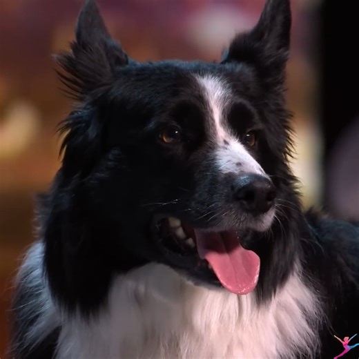 Dom & Ninja and Their Incredible Dancing Dog Deliver One of the Cutest Auditions on BGT | World Best Talent