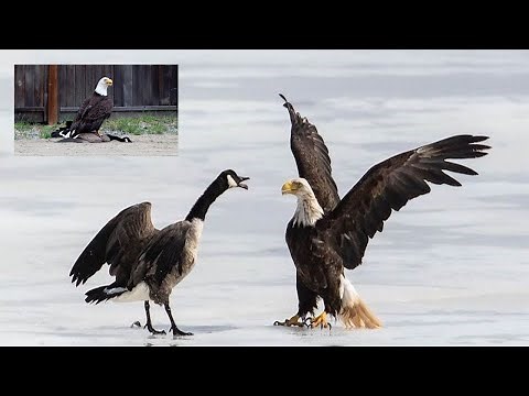 Viral photos capture bald eagle and Canada goose’s icy duel that’s ‘symbolic’ of trade war
