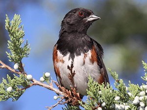 Top 19 Birds of Tennessee (Most Common Species Today)