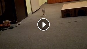 Tarbík egyptský Jaculus jaculus