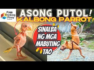 KAWAWANG HAYOP Parrot NAKALBO at Asong naka WHEELCHAIR | Animals with Disability.