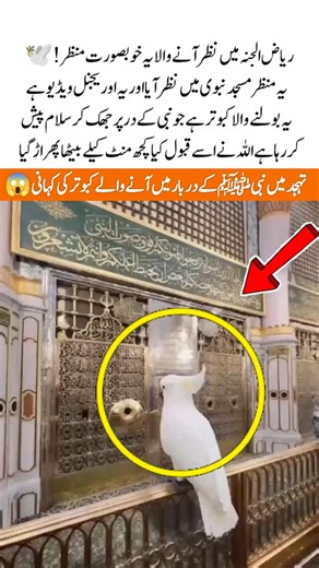 Amazing Moment at Masjid Nabawi The Bird at Riaz-ul-Jannah#makkah #love #kabootar #fyp