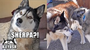 5.2M views · 159K reactions | It's been 3 months since Key last saw his best friend and the shock and pure joy on his face shows just how much he missed Sherpa! It's also Key's 7th birthday today, April 2nd, a very happy birthday reunion for him! | Keyush the Stunt Dog | Facebook