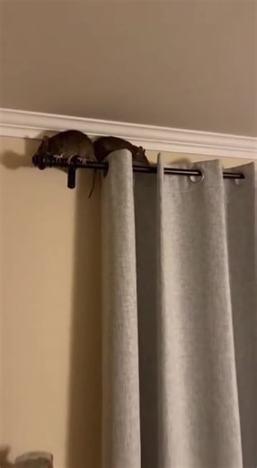 Effective Pest Control Solutions for Rodents