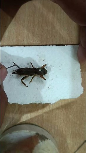 How to pin a Mole cricket | Entomology practical | Insect Box #bugbrains #insects