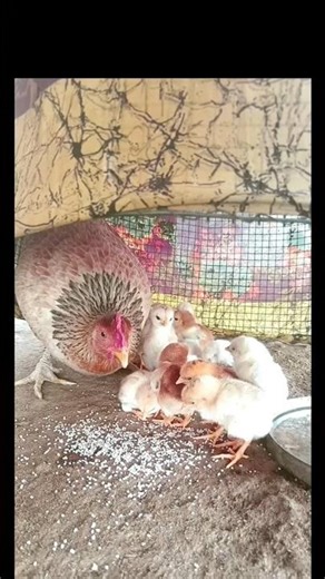 Village natural brooding set up with Chicks 🐥 #shorts # viral # natural forming