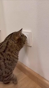 Cat nika loves copy #cat #cats | Kisa Vs Sonya