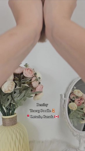 Adopt a Teacup Poodle in Ontario, Canada