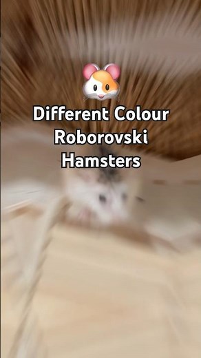 Different Colour Roborovski Hamsters 🐹 #hamster #pets #roborovskihamster