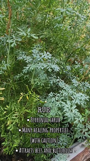 Rue Plant #rue #ruda #rueingarden #gardening #texasgarden #herbalism #rueherb #dfw #dfwsuburbs #countrylife