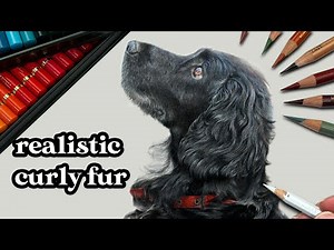 How to Draw Realistic Curly Fur with Colored Pencils