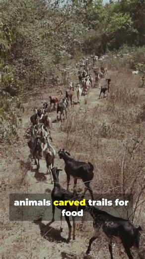 Modern Roads Built on 10,000-Year-Old Human Trails? 🤯🌍 | Part 170