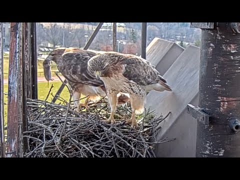 Arthur Delivers Vole To Big Red At The Cornell Hawks Nest – March 13, 2024