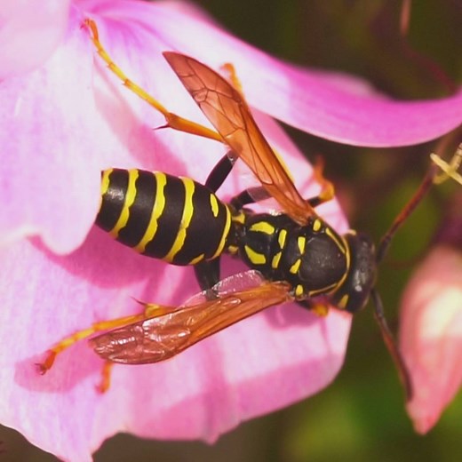 42M views · 143K reactions | Wasp's venom kills cancer cells without harming normal cells. | Hashem Al-Ghaili | Facebook