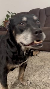 I'm crying 🤣🤣🤣 Wait for the replay 😂😂😂 this is GOLD!!! 🥇 The look of sheer horror on Bella's face 😭 I'm weeeeeeeakkkkkkk 🤣🤣🤣🤣🤣 Mi Vida Bella don't do no insects 🚫 including all bugs, and flying creatures 😆 My house is literally loud like this almost every night 😂♥️🫶🏼 #Dragonfly #MiVidaBella #fyp #Funny #Screaming #McCrayTribe #Scared | Slay with Dre McCray