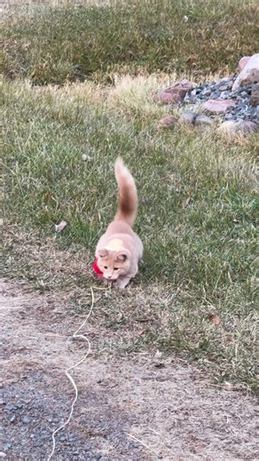 Jack Spicer on Instagram: "Meowdy purrtners. Twine attacker 🧐 If you’re a fan of Jack Spicer’s kitty cat cowboy content please consider subscribing or joining his Patreon linked in bio 😊 everything helps ❤️ #cat #cats #catlover #catsofinstagram #catlovers #cats_of_instagram #kittycat #tuxedocat #kitty #catlife"