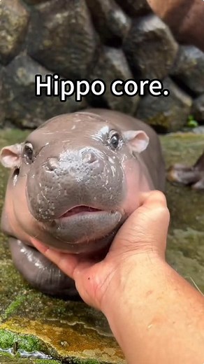 Exploring Hippos: Fascinating Facts About Wildlife
