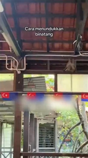 How to Subdue Animals with the Prayer of Prophet Solomon