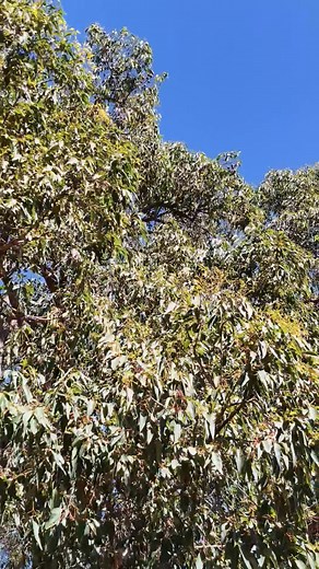 Out of season marri flowers. On the neighbours block. It didn't flower earlier this year and has a few handful of flowers on now. Climate change in action again. #tangellybees #Julimar #marri | Tangelly Bees