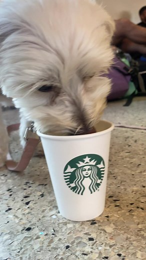 Comment below your dog's favorite treat 👇🐶 @millicapriofficial