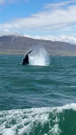 This really happened today! #bestjobever #whalewatching #whale #iceland #wildlife #nature #viralwhales #liveonline #live #letusgolive #tiktokplease