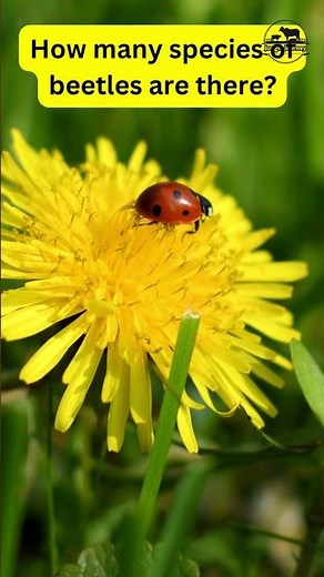 Species Of a Beetles