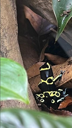 Let’s build a Jungle Home for Blue-foot Dart Frogs