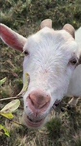 Koza na pastvinách #priroda #nature #farming #relaxing #animals #travel