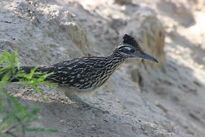 Big Bend National Park
