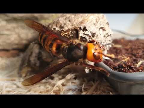giant hornet sound