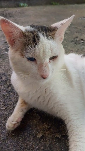 ☺️ #cat #youtubeshorts #viral #content #viralvideo #reels #pets #catvideos #trending #cutecat #fypシ