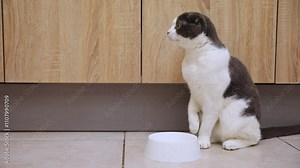 Footage hungry cat wants to eat. Cat sitting on kitchen floor, begging for food. A kitten and an empty bowl. Hungry cat sits near an empty bowl and silently asks for food. Care for pets.