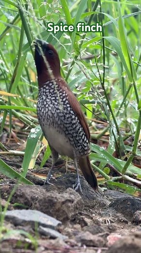 Spice finch bird#nature #music #mountains