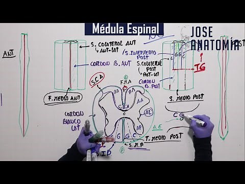 ANATOMÍA | Médula Espinal