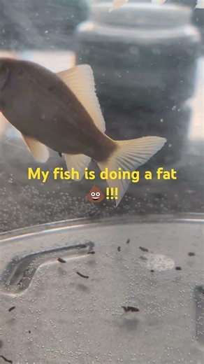 Fish pooping!!! #music #poop #nature #lush life